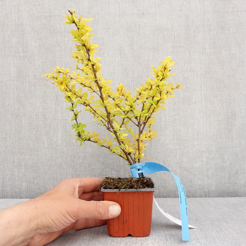 Berberis thunbergii Aurea - Japanese Barberry 8/9 cm pot sample as delivered in spring