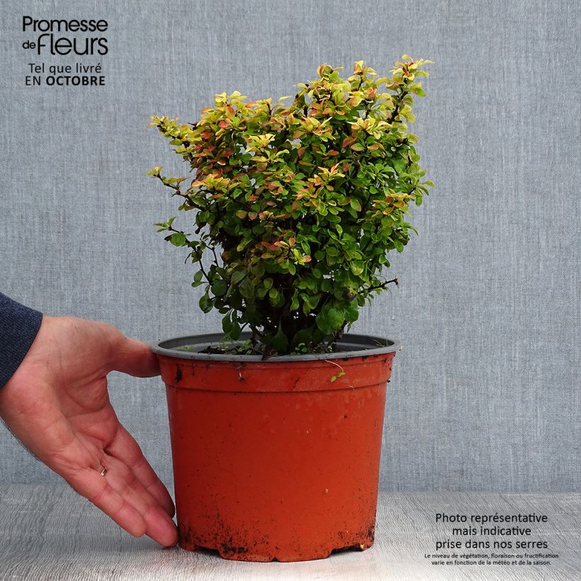 Berberis thunbergii Bonanza Gold - Barberry 2L/3L pot sample as delivered in autumn
