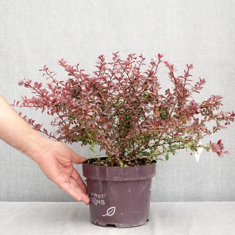Berberis thunbergii Cabernet - Japanese Barberry 3L/4L pot sample as delivered in summer
