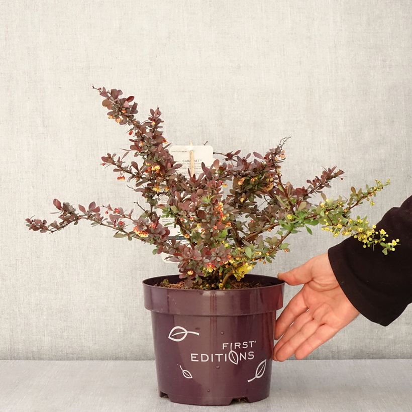 Berberis thunbergii Cabernet - Japanese Barberry 3L/4L pot sample as delivered in spring