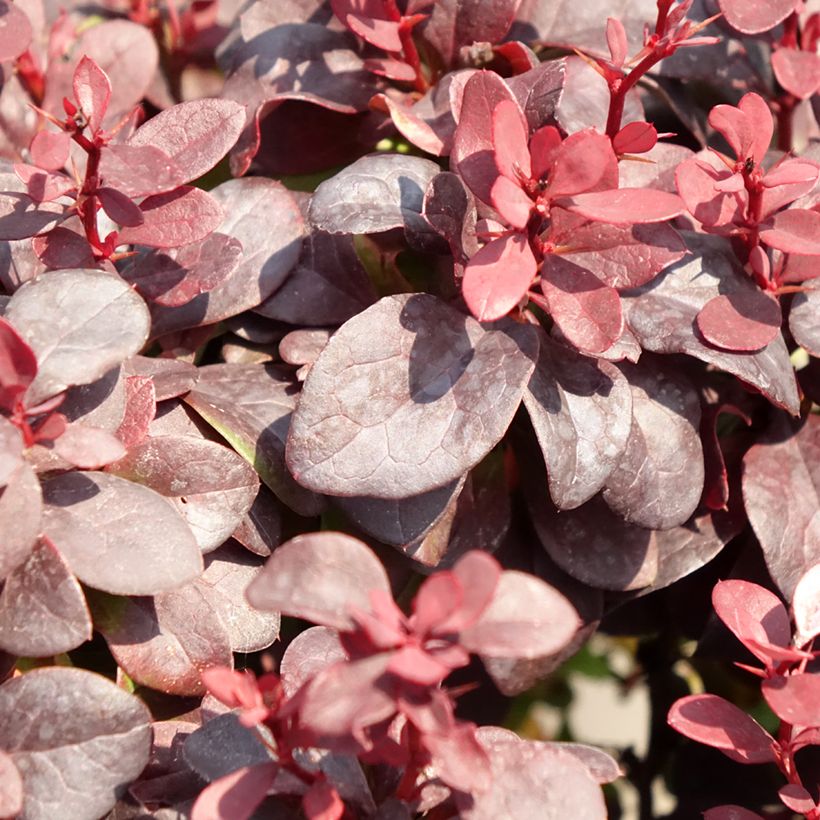 Berberis thunbergii Concorde - Barberry (Foliage)