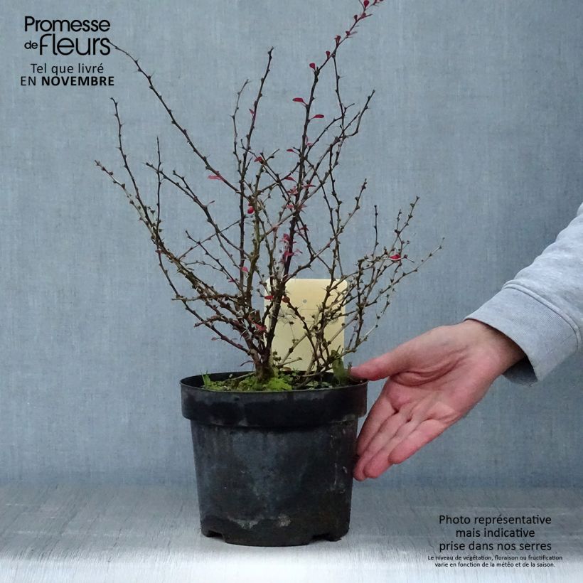 Berberis thunbergii Darts Red Lady - Barberry 2L/3L pot sample as delivered in autumn