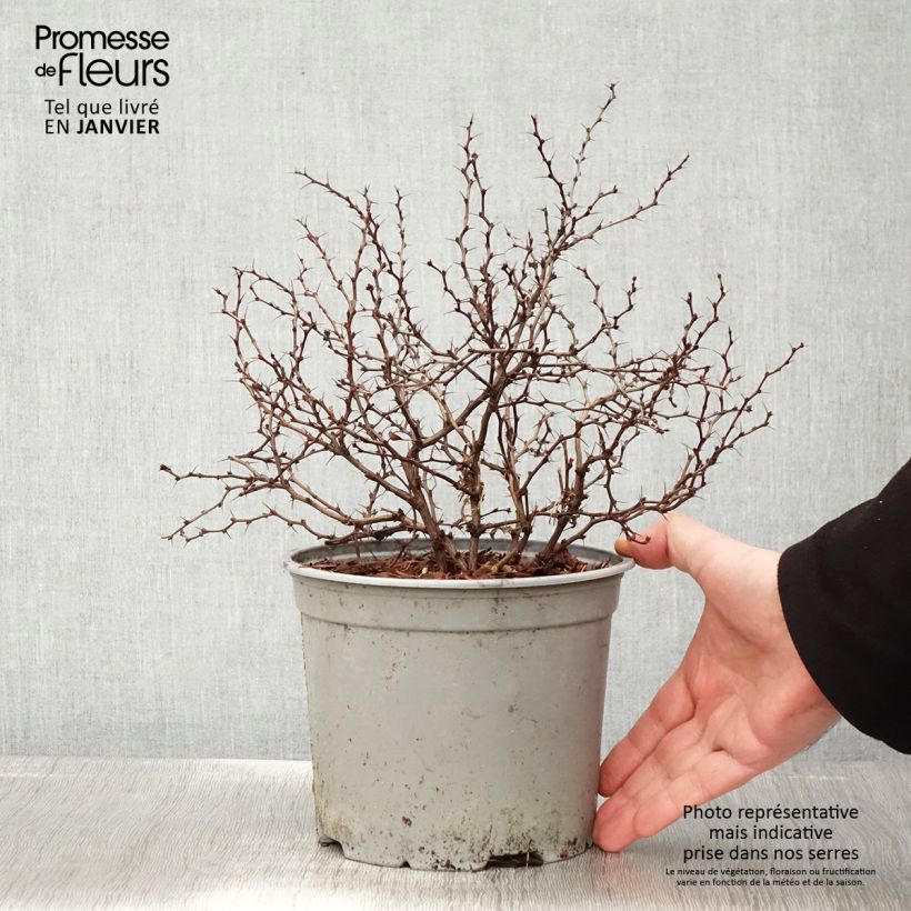 Berberis thunbergii Fireball - Barberry 2L/3L pot sample as delivered in winter