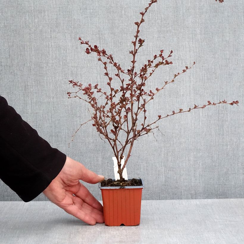 Berberis thunbergii Flamingo 8/9 cm pot sample as delivered in spring