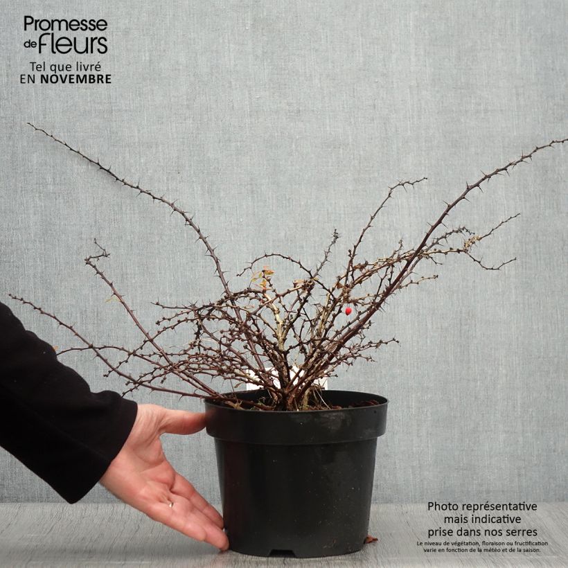 Berberis thunbergii Golden Carpet - Barberry 3L/4L pot sample as delivered in autumn