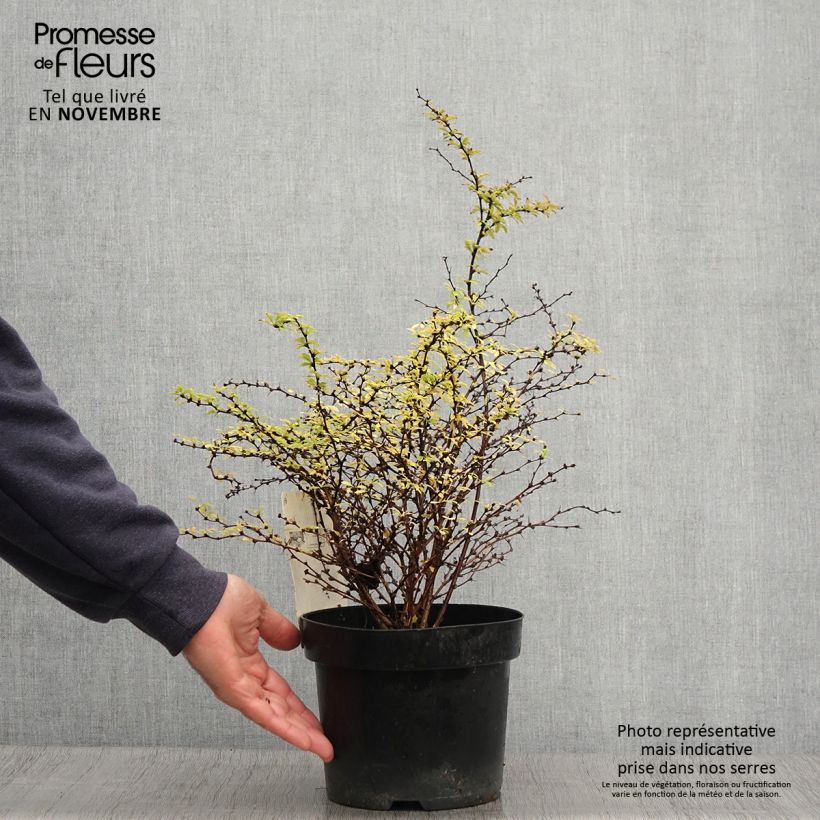 Berberis thunbergii Golden Dream - Barberry 2L/3L pot sample as delivered in autumn