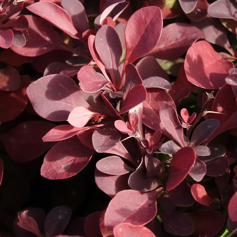 Berberis thunbergii Golden Ring (Foliage)