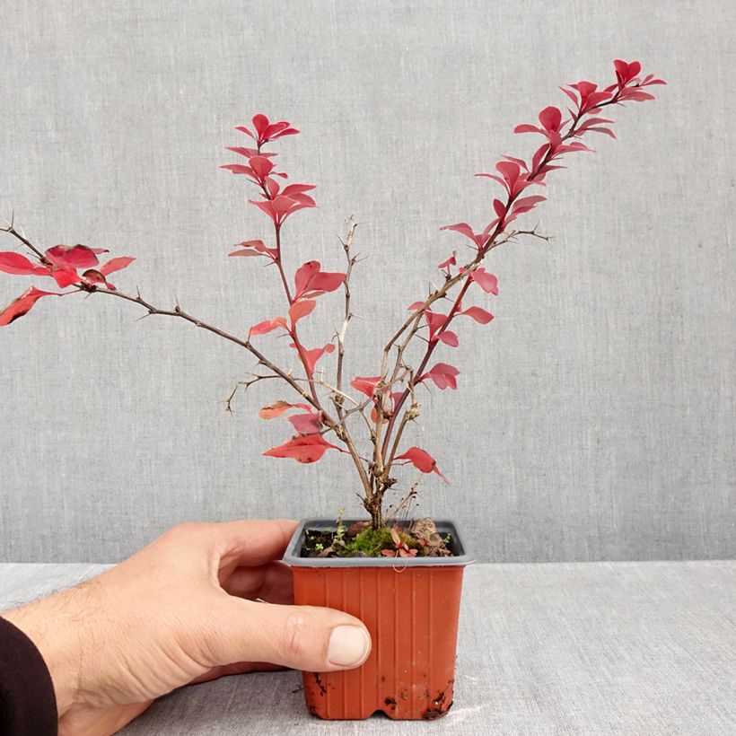 Berberis thunbergii Golden Ring 8/9 cm pot sample as delivered in autumn