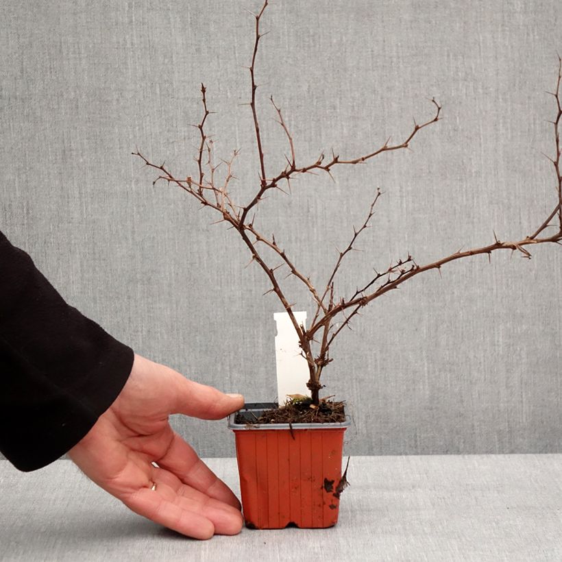 Berberis thunbergii Golden Ring 8/9 cm pot sample as delivered in winter