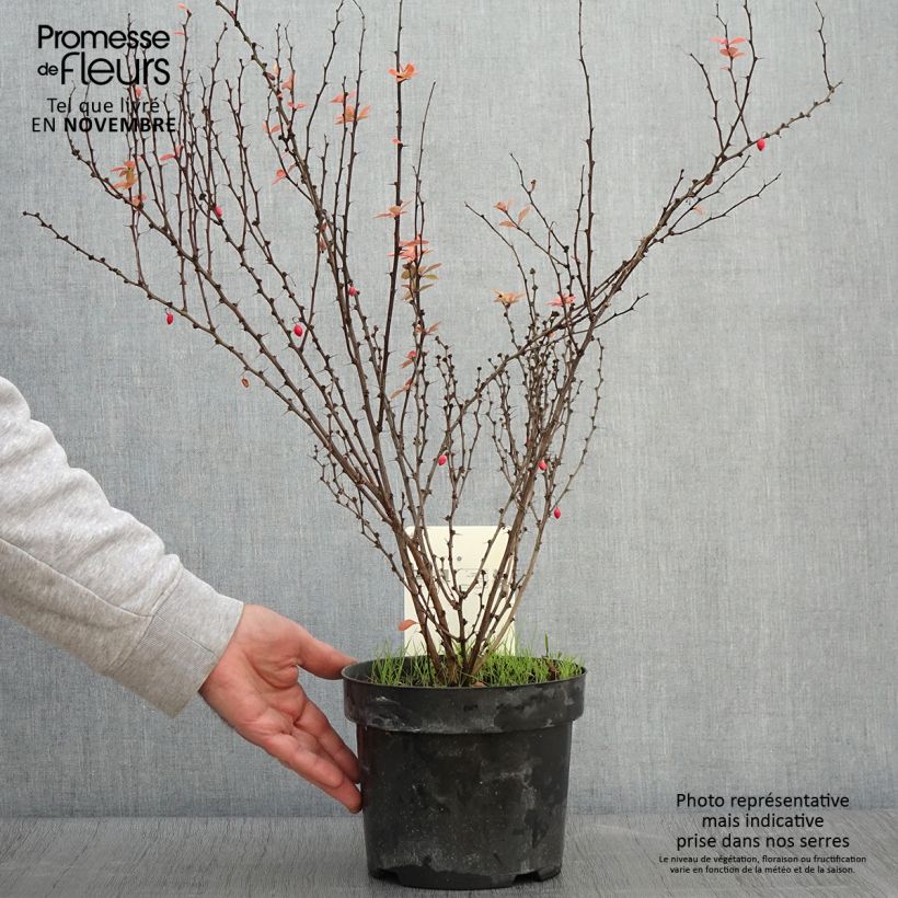 Berberis thunbergii Golden Rocket - Barberry 2L/3L pot sample as delivered in autumn