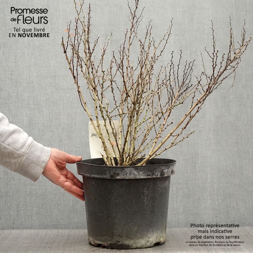 Berberis thunbergii Golden Rocket - Barberry 7.5L/10L pot sample as delivered in autumn