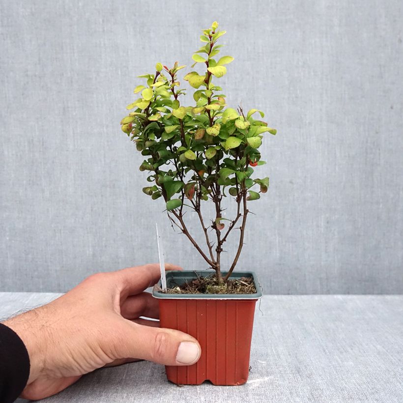 Berberis thunbergii Golden Torch 8/9 cm pot sample as delivered in autumn