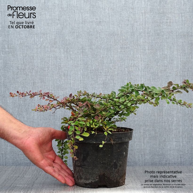 Berberis thunbergii Green Carpet - Barberry 3L/4L pot sample as delivered in autumn