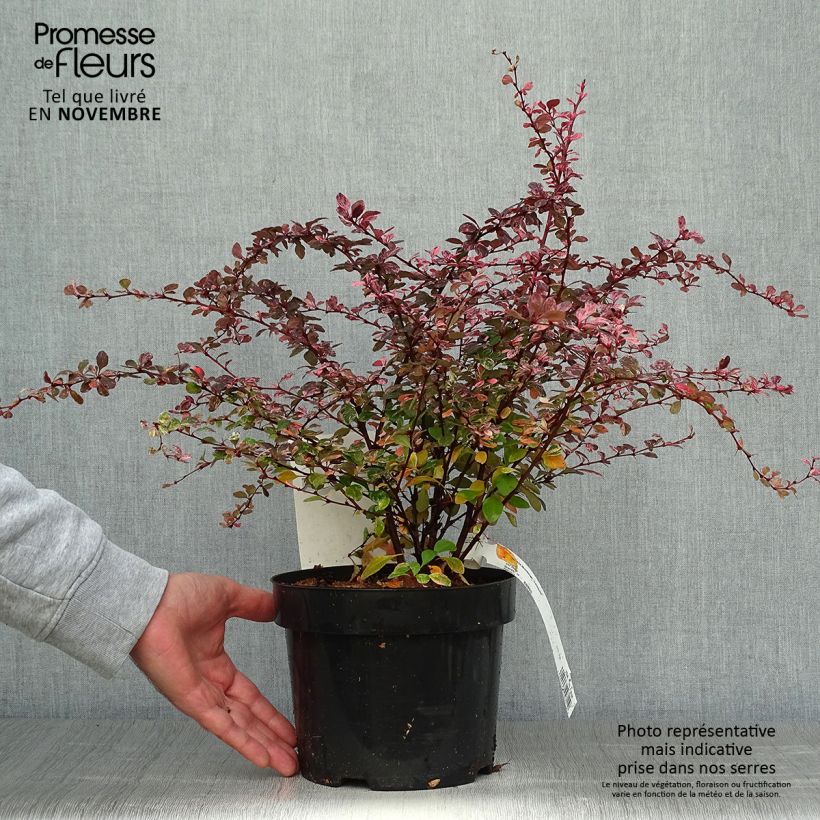 Berberis thunbergii Harlequin - Barberry 2L/3L pot sample as delivered in autumn
