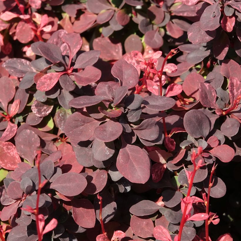 Berberis thunbergii Inspiration - Barberry (Foliage)