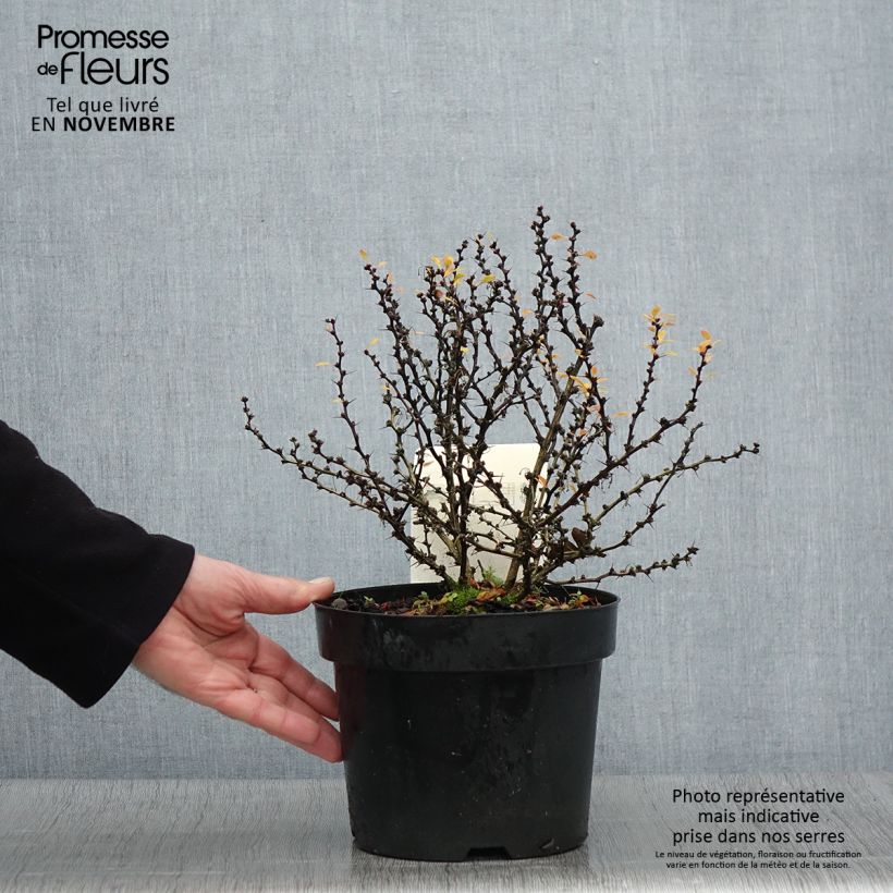 Berberis thunbergii Kobold - Barberry 2L/3L pot sample as delivered in autumn