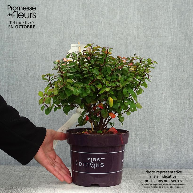 Berberis thunbergii Limoncello - Barberry 3L/4L pot sample as delivered in autumn