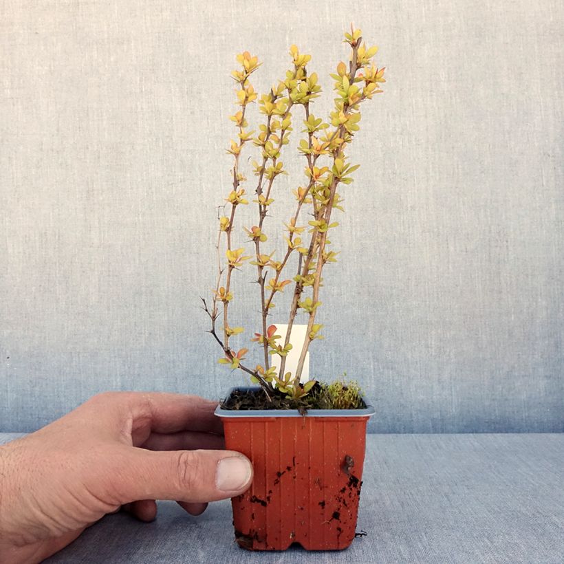 Berberis thunbergii Maria - Barberry 8/9 cm pot sample as delivered in spring