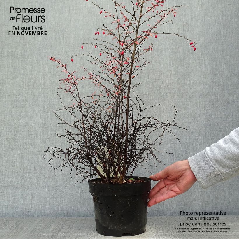 Berberis thunbergii Orange Dream - Barberry 2L/3L pot sample as delivered in autumn