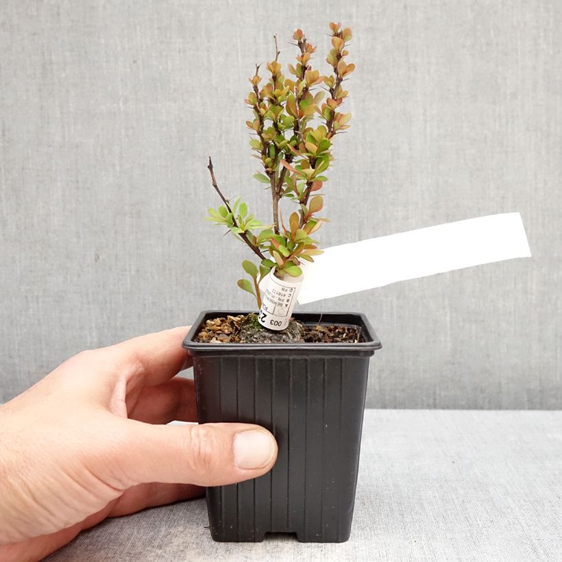 Berberis thunbergii Orange Torch  - Barberry 8/9 cm pot sample as delivered in spring