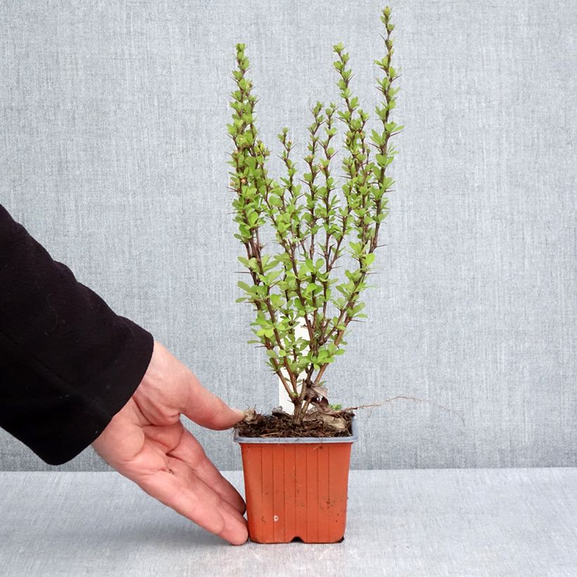 Berberis thunbergii Powwow 8/9 cm pot sample as delivered in spring