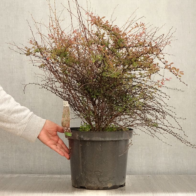 Berberis thunbergii Red Dream - Barberry 7.5L/10L pot sample as delivered in autumn