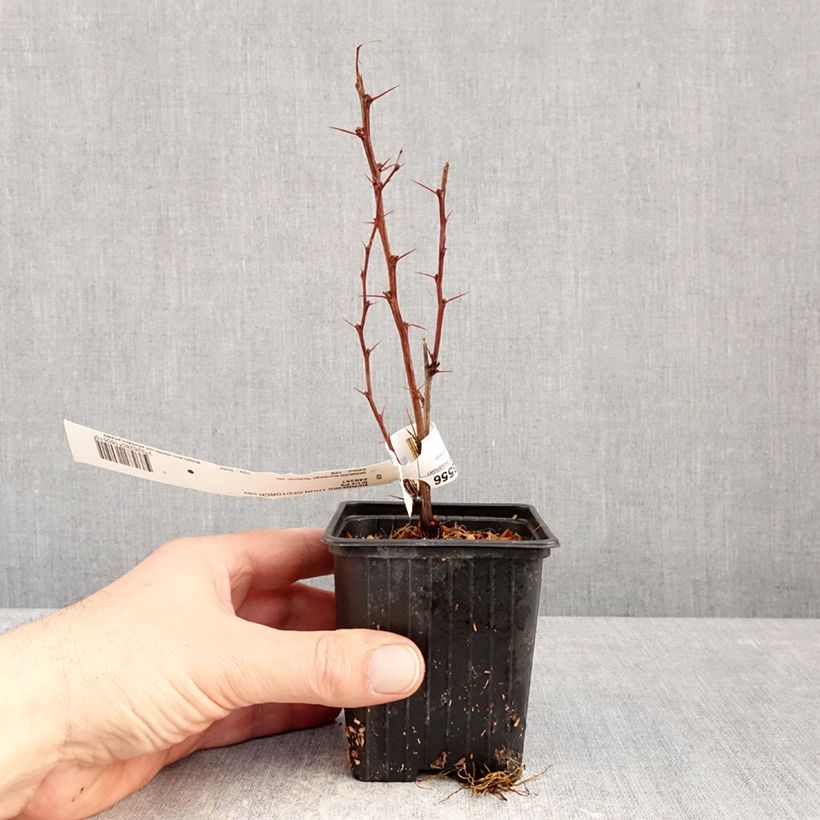 Berberis thunbergii 'Red Torch' - Epine-vinette de Thunberg Red Torch 8/9 cm pot sample as delivered in winter