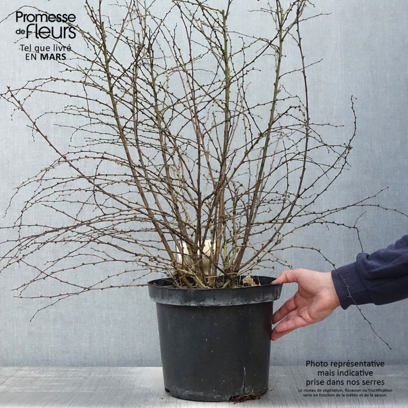 Berberis thunbergii Rosy Glow - Barberry 7.5L/10L pot sample as delivered in spring