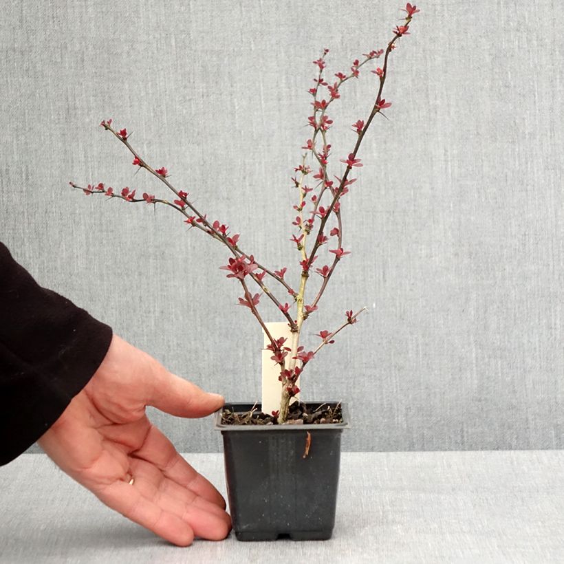 Berberis thunbergii Rosy Glow - Barberry 8/9 cm pot sample as delivered in spring