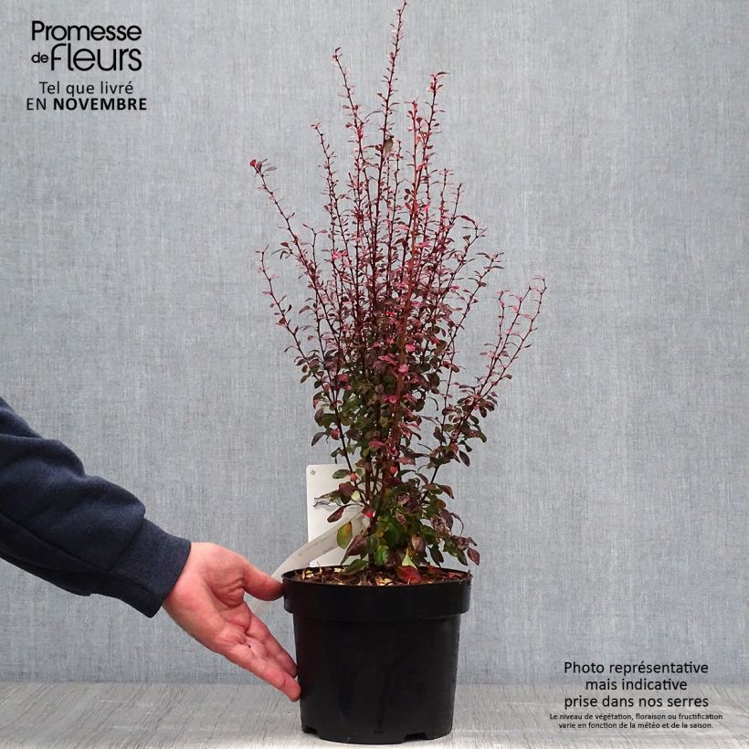Berberis thunbergii Rosy Rocket - Barberry 2L/3L pot sample as delivered in autumn