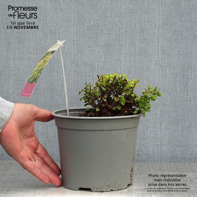 Berberis thunbergii Tiny Gold - Barberry 2L/3L pot sample as delivered in autumn