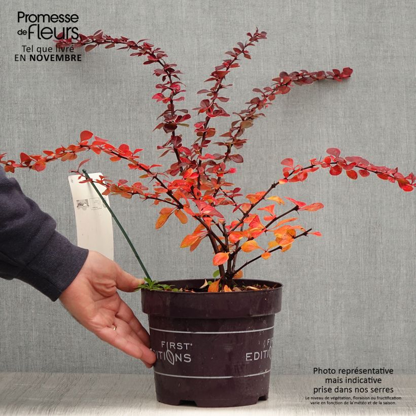 Berberis thunbergii Toscana - Barberry 2L/3L pot sample as delivered in autumn