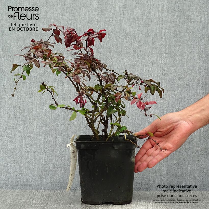 Berberis  thunbergii Thunderbolt 2L/3L pot sample as delivered in autumn