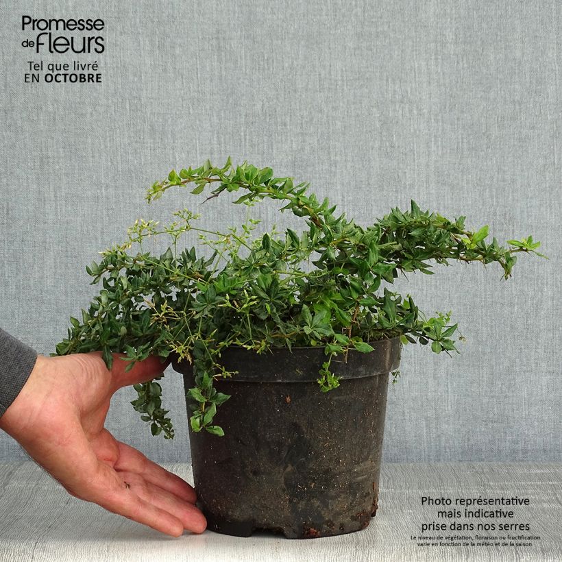 Berberis verrucosa - Barberry 2L/3L pot sample as delivered in autumn