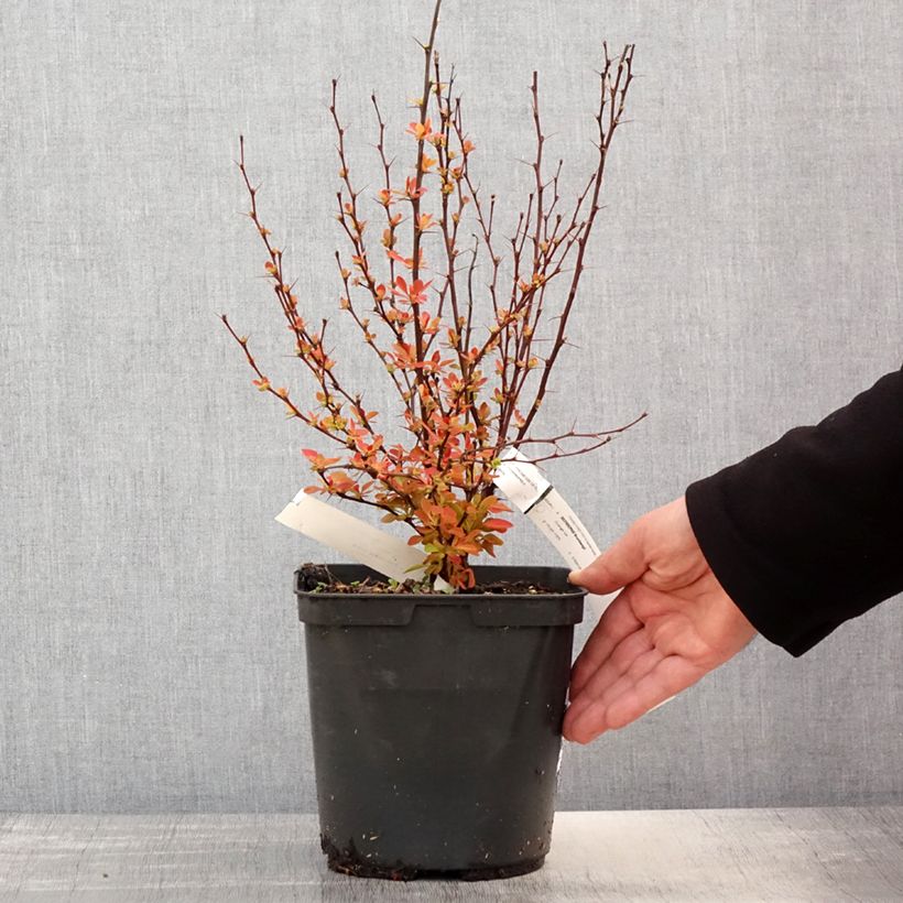 Berberis thunbergii Orange Ice - Barberry 2L/3L pot sample as delivered in spring