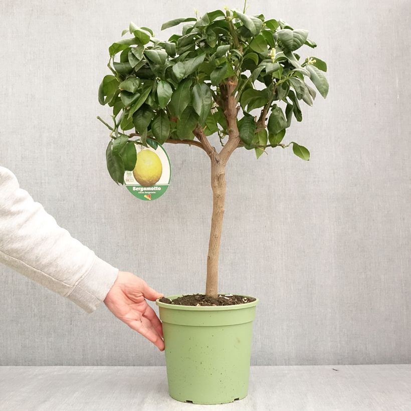 Citrus bergamia - Bergamot Orange 4L/5L pot, Quarter standard sample as delivered in spring