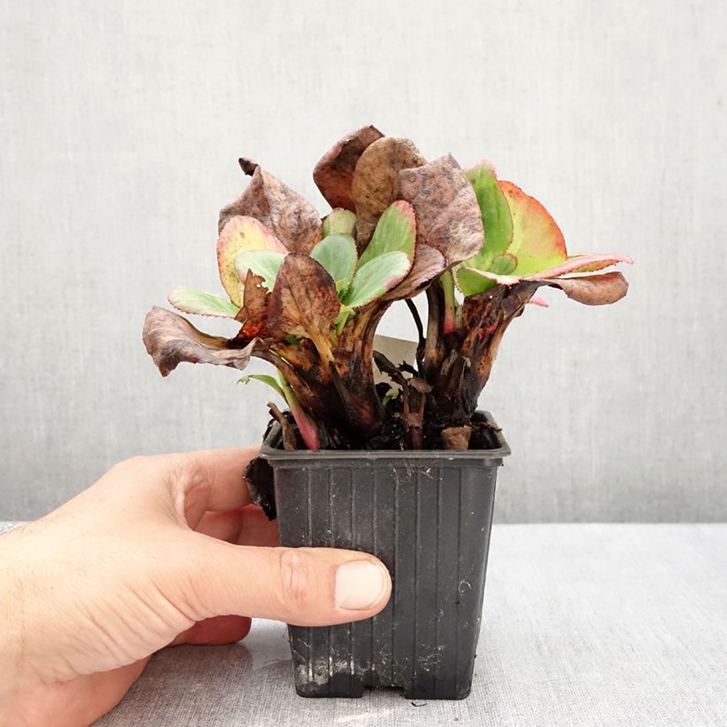 Bergenia Bach - Elephant's Ears 8/9 cm pot sample as delivered in autumn