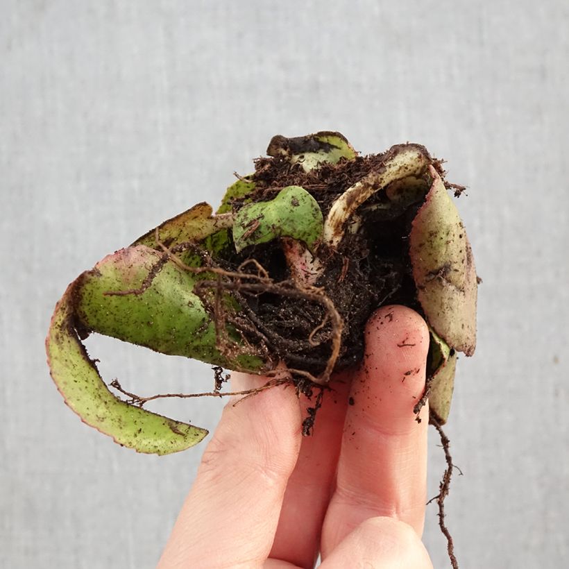 Bergenia cordifolia - Elephant's Ears Bare root sample as delivered in winter