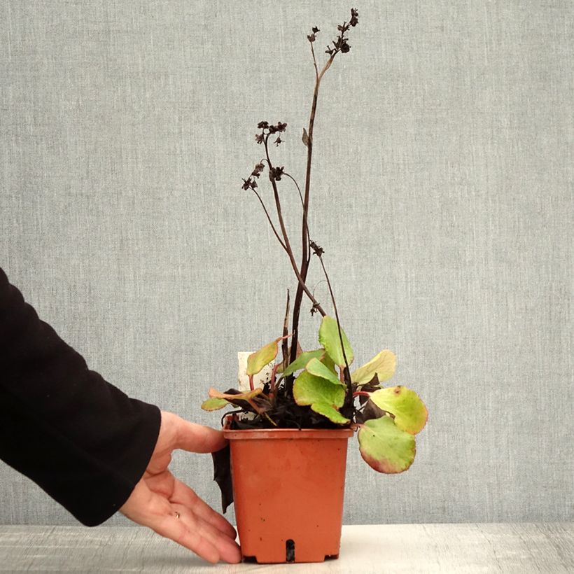 Bergenia cordifolia Silberlicht - Elephant's Ears 1L/1.5L pot sample as delivered in autumn
