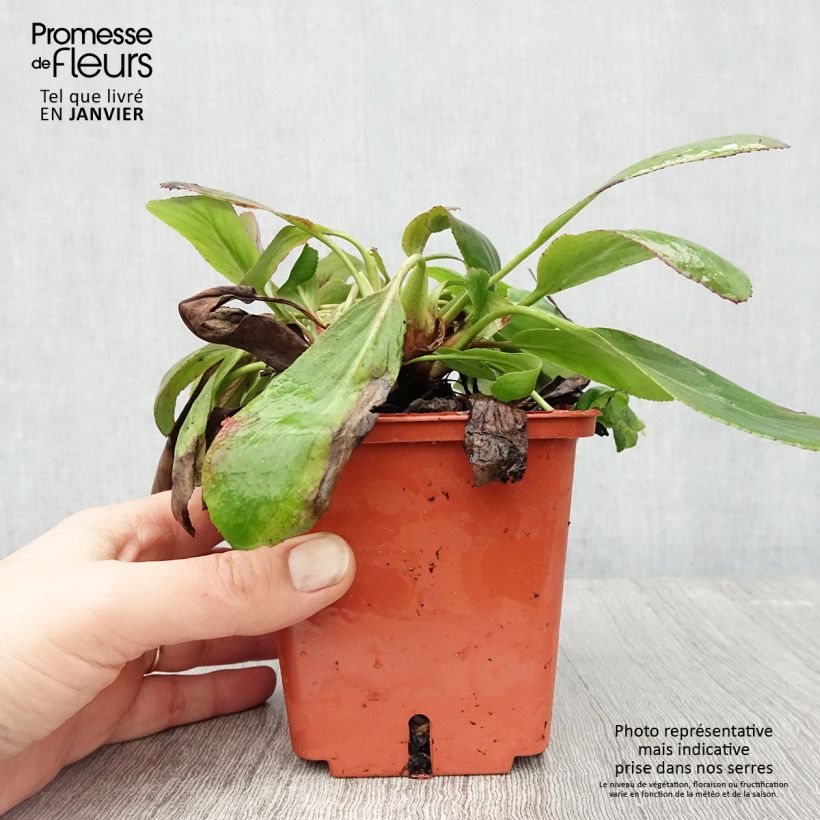 Bergenia cordifolia Silberlicht - Elephant's Ears 1L/1.5L pot sample as delivered in winter