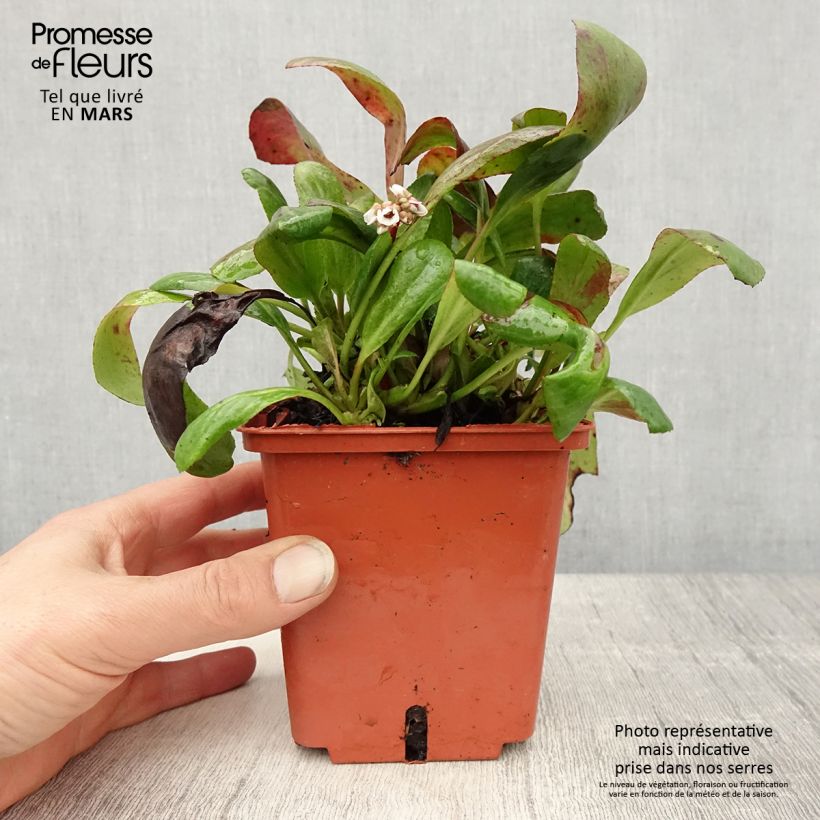 Bergenia cordifolia Silberlicht - Elephant's Ears 1L/1.5L pot sample as delivered in spring