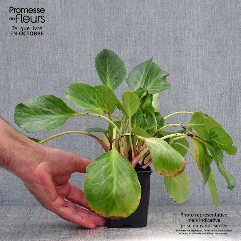 Bergenia Edens Dark Magic - Elephant's Ears 8/9 cm pot sample as delivered in autumn