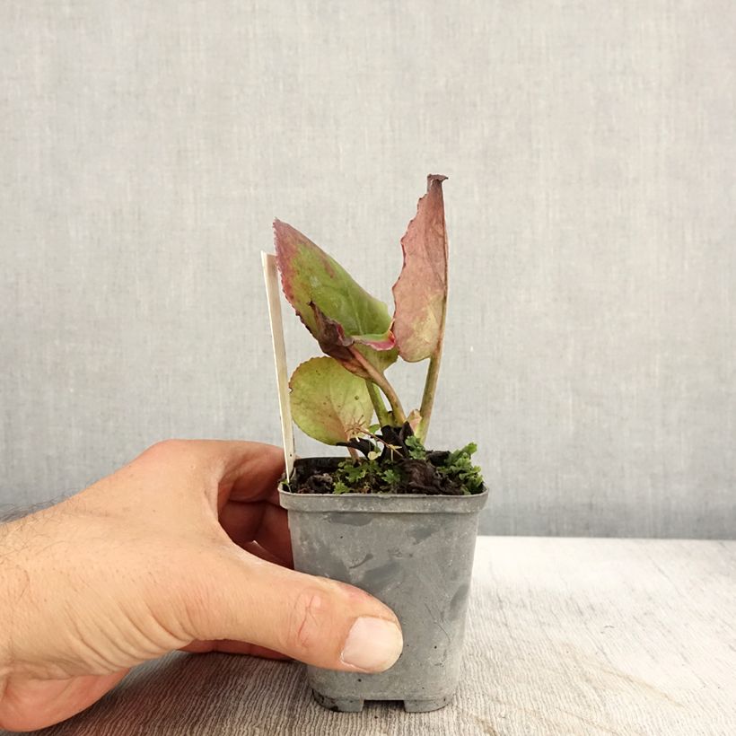 Bergenia Abendglut - Elephant's Ears 8/9 cm pot sample as delivered in autumn