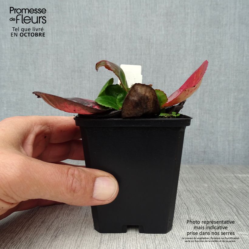 Bergenia Baby Doll - Elephant's Ears 8/9 cm pot sample as delivered in autumn