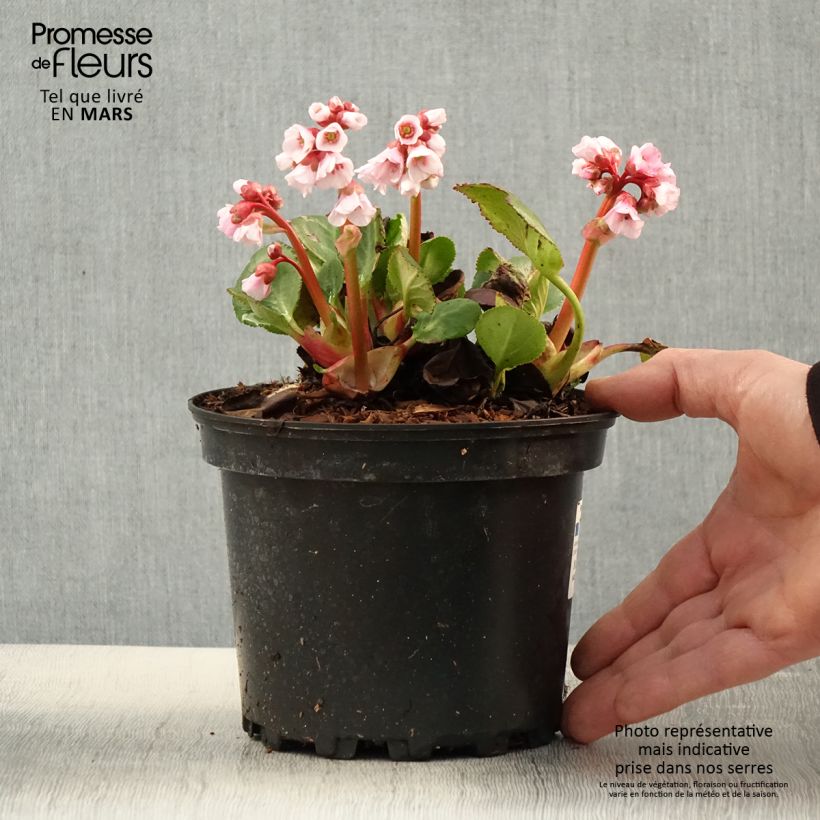 Bergenia Harzkristall - Elephant's Ears 2L/3L pot sample as delivered in spring