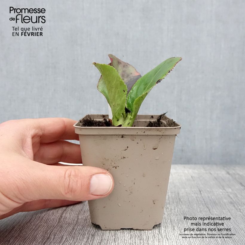 Bergenia Ice Queen - Elephant's Ears 8/9 cm pot sample as delivered in winter
