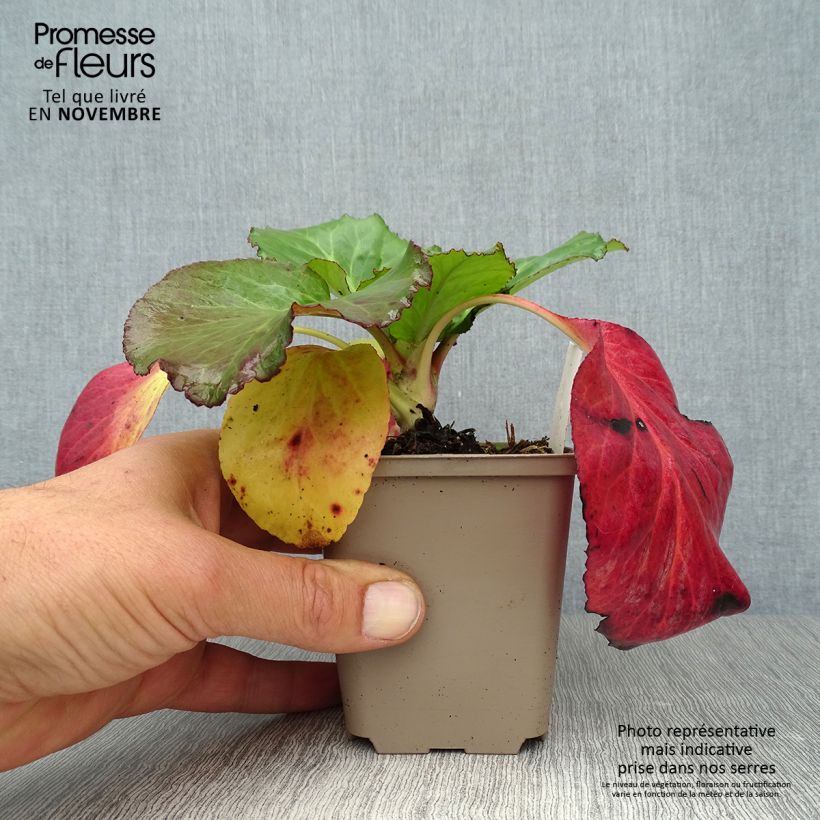 Bergenia Jelle - Elephant's Ears 8/9 cm pot sample as delivered in autumn