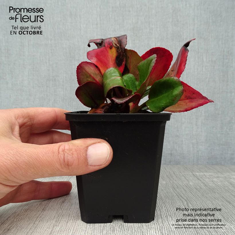 Bergenia Ouvertüre - Elephant's Ears 8/9 cm pot sample as delivered in autumn