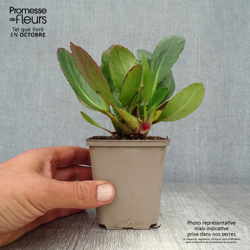 Bergenia Dragonfly Series Pink Dragonfly - Elephant's Ears 8/9 cm pot sample as delivered in autumn