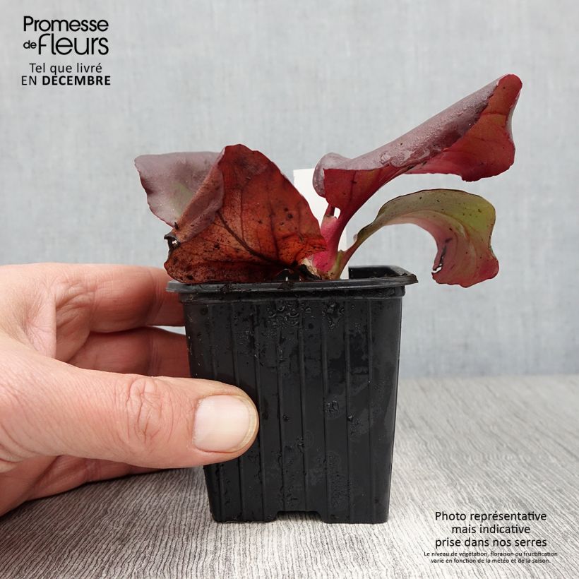 Bergenia purpurascens - Pigsqueak 8/9 cm pot sample as delivered in autumn